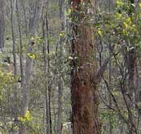 Heathcote-Graytown National Park - Tourism Adelaide