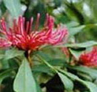 Alfred National Park - Tourism Adelaide