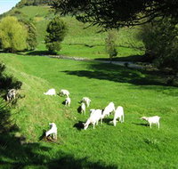 Goats of Gaia Soap - Tourism Adelaide