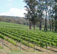 Piedmont Vineyard - Tourism Adelaide