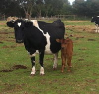 Animal Land Children's Farm - Tourism Adelaide