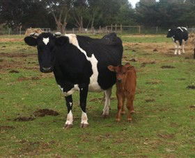 Animal Land Children's Farm - Tourism Adelaide 0
