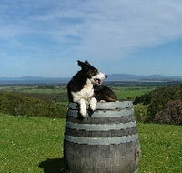 Windy Ridge Vineyard and Winery - Tourism Adelaide