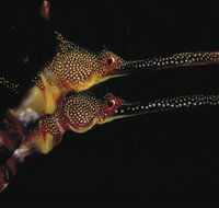 Eagle Rock Marine Sanctuary - Tourism Adelaide