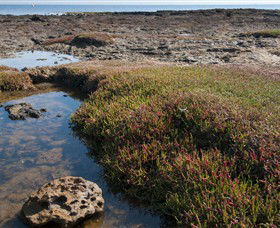 Ricketts Point Marine Sanctuary - Tourism Adelaide 0