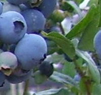 Tuckerberry Hill - Tourism Adelaide