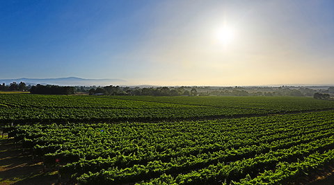 GREENSTONE VINEYARDS - Tourism Adelaide 0