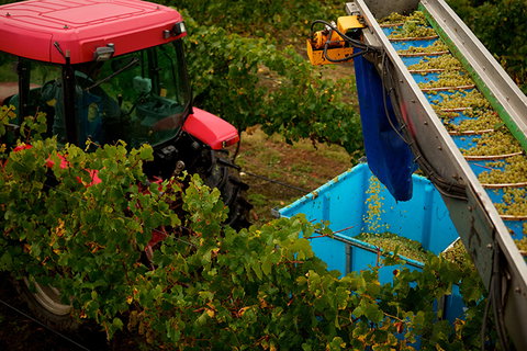 GREENSTONE VINEYARDS - Tourism Adelaide 3