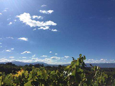 GREENSTONE VINEYARDS - Tourism Adelaide 5