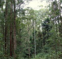 Bongil Bongil National Park - Tourism Adelaide