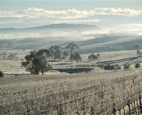 Kurrajong Downs Wines Vineyard - Tourism Adelaide 1