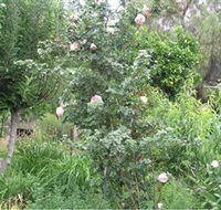 Tombstone Estate Vineyard - Tourism Adelaide