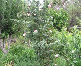 Tombstone Estate Vineyard - Tourism Adelaide 0