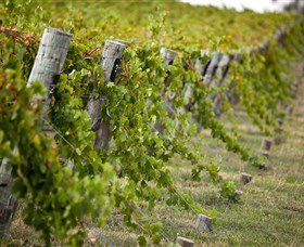 Moothi Estate Vineyard And Cellar Door - Tourism Adelaide 1