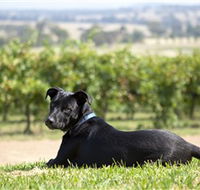Moothi Estate Vineyard and Cellar Door - Tourism Adelaide