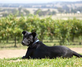 Moothi Estate Vineyard And Cellar Door - Tourism Adelaide 0