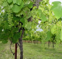 Holland Wines - Tourism Adelaide