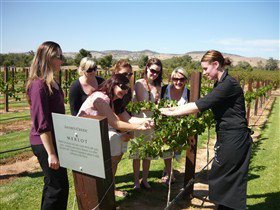 Jacob's Creek Vineyard Tour - Tourism Adelaide 2