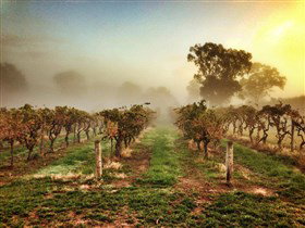 Lambert Estate Wines - Tourism Adelaide 1
