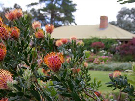 Lavina Wines - Tourism Adelaide 3