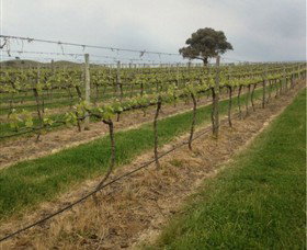 Indigo Vineyard - Tourism Adelaide 1