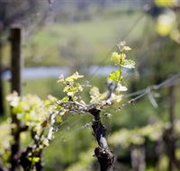 Whistling Eagle Vineyard - Tourism Adelaide