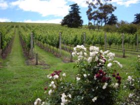 Pembroke Estate Vineyard - Tourism Adelaide 0