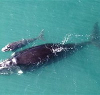 Fazshot Photography - Tourism Adelaide