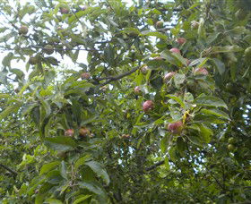 Tin Shed Cider - Tourism Adelaide 1