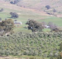 Wymah Organic Olives and Lambs - Tourism Adelaide