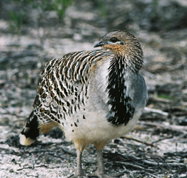 Yongergnow Australian Malleefowl Centre - Tourism Adelaide