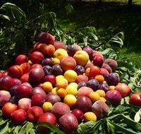 Rayner's Orchard - Tourism Adelaide