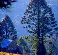 Bunya Mountains National Park - Tourism Adelaide