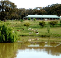 Clearview Alpacas - Tourism Adelaide