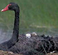 French Island Marine National Park - Tourism Adelaide