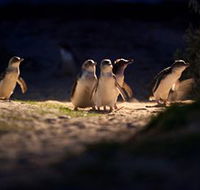 Phillip Island Nature Parks - Tourism Adelaide