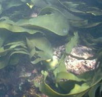 Churchill Island Marine National Park - Tourism Adelaide