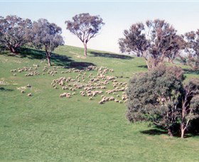 Burnelee Excursions On Horseback - Tourism Adelaide 2