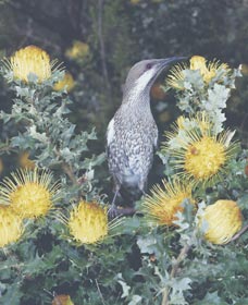 Dryandra Woodland - Tourism Adelaide 1