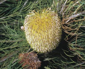 Dryandra Woodland - Tourism Adelaide 3