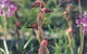 Carnamah-Eneabba Wildflower Drive - thumb 0