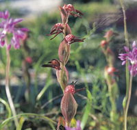 Carnamah-Eneabba Wildflower Drive - Tourism Adelaide