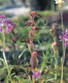 Carnamah-Eneabba Wildflower Drive - Tourism Adelaide 0