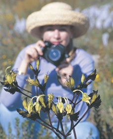 Carnamah-Eneabba Wildflower Drive - Tourism Adelaide 1