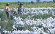 Carnamah-Eneabba Wildflower Drive - thumb 2