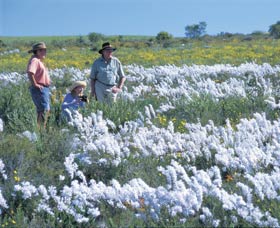 Carnamah-Eneabba Wildflower Drive - Tourism Adelaide 2