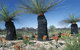 Carnamah-Eneabba Wildflower Drive - thumb 3