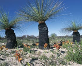 Carnamah-Eneabba Wildflower Drive - Tourism Adelaide 3