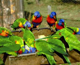 Canberra Walk In Aviary - Tourism Adelaide 1