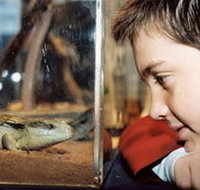 Canberra Reptile Zoo - Tourism Adelaide